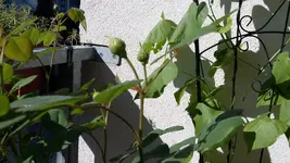 20150628_090331.webp