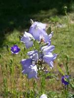 Glockenblume.webp