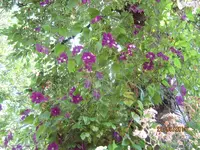 IMG_5398.webp