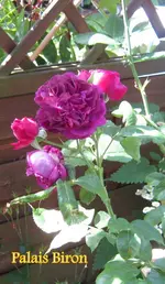 IMG_5401.webp