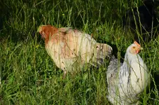27.webp