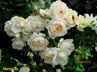 IMG_5413.webp