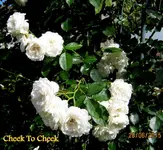 IMG_5419.webp