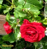 IMG_5421.webp