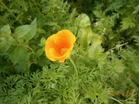 P6280494.webp