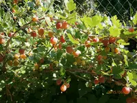 P6280496.webp