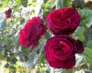 IMG_5416.webp