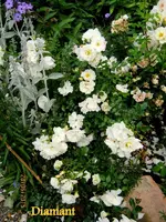 IMG_5417.webp