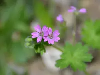 DSC_1296_6203.webp