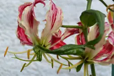 DSC_0395.webp