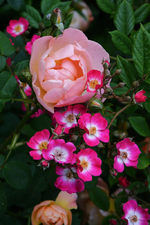 DSC_4793.webp