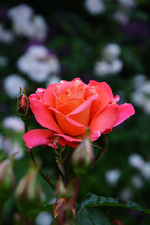 DSC_4794.webp