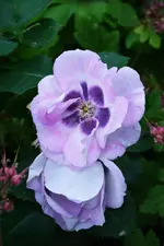 DSC_4804.webp