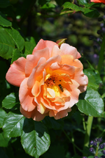 DSC_4808.webp