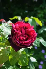 DSC_4810.webp