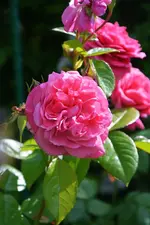 DSC_4811.webp