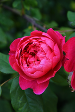 DSC_4815.JPG
