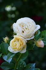 DSC_4814.webp