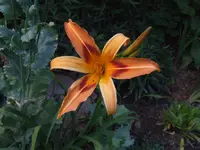 DSCF3900.webp