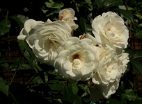 weiße Kletterrose_namenlos_herrlicher Duft_640.webp