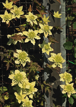 Clematis florida alba plena_weiss_grün_700.webp