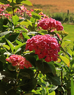 namenlos und gnadenlos schön_dunkelpink_28062015_700.webp