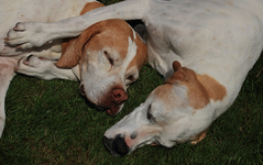 India_Giralda_schlafen_sleeping_2 of a kind_2_700.webp