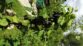 DSCF2703.webp