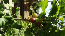 DSCF2704.webp