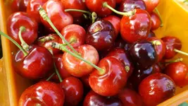 DSCF2718.webp