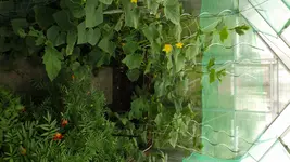 DSCF2671.jpg
