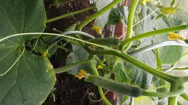 DSCF2672.webp