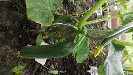 DSCF2673.webp