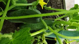 DSCF2675.webp