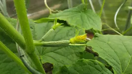 DSCF2678.webp