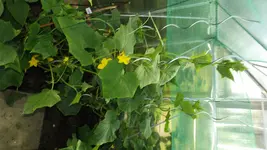 DSCF2683.webp
