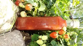 DSCF2600.webp