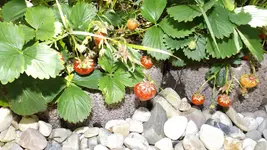 DSCF2687.webp