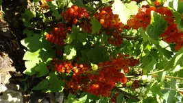 DSCF2699.webp