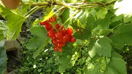 DSCF2702.webp