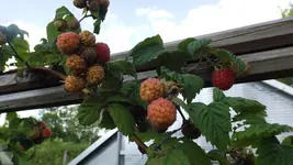 DSCF2668.webp