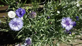 DSCF2605.webp
