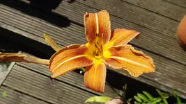 DSCF2613.webp