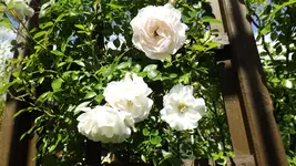 DSCF2616.webp