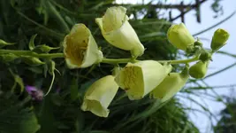 DSCF2621.webp