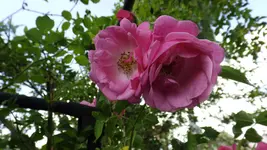 DSCF2624.webp