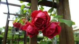 DSCF2627.webp