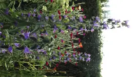 DSCF2638.webp