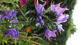 DSCF2649.webp