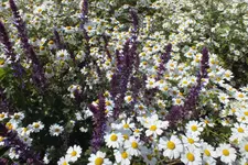 DSCF1705.webp